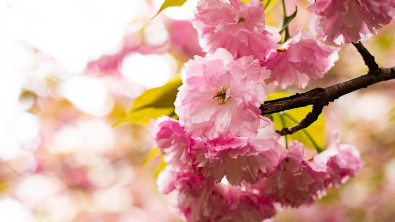 做 spring activities 内容整理