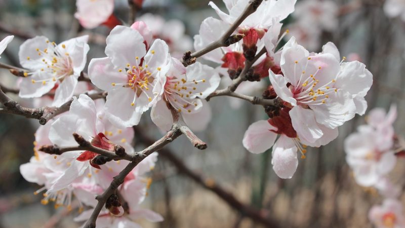 近期值得先看的几条 spring activit