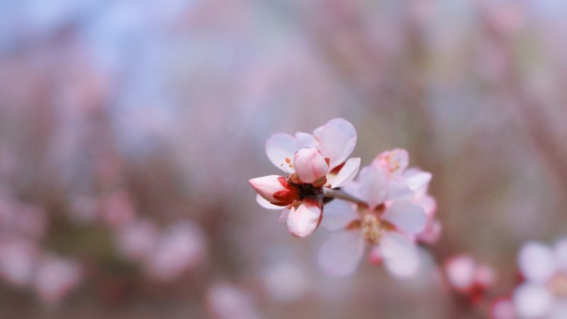 spring activities 内容说明与免责声明